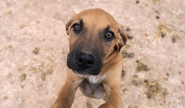 Exemplar de câine maidanez