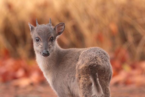 Animalul dispărut acum 200 de ani pe care cercetătorii vor să îl readucă la viață