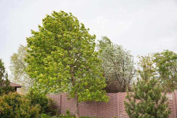 Alerte meteo în Săptămâna Mare: Cod galben de vânt în aproape toată ţara, la munte ninge