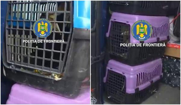 Păsări exotice, transportate fără documente legale cu un microbuz cu numere de Bulgaria, depistate la Giurgiu