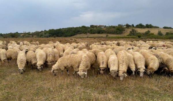 Focare de variolă ovină şi caprină în Mureş. Sute de animale au fost sacrificate