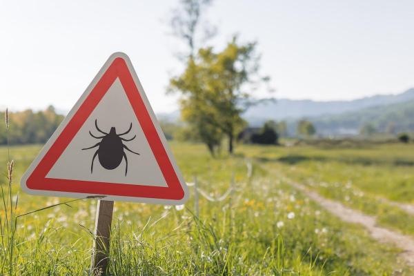Cum te protejezi de căpușe și țânțari. Bolile grave pe care le pot transmite vara insectele periculoase
