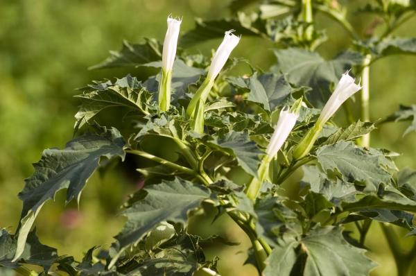 Țara care se confruntă cu o invazie misterioasă: planta otrăvitoare care îi pune în alertă pe specialiști