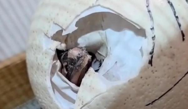Primele clipe de viaţă ale unui pui de struţ african, când sparge oul. Moment rar filmat la Zoo Târgu Mureş