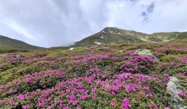 Spectacol roz în Munţii Rodnei. A înflorit o plantă protejată prin lege, iar ruperea florilor este interzisă