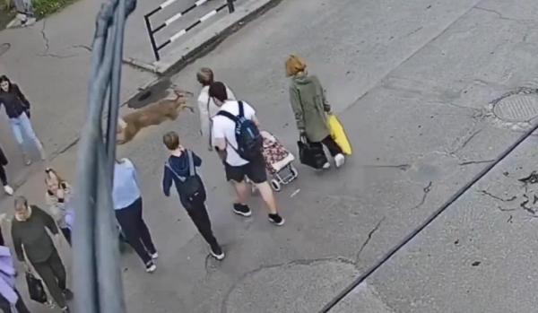 O femeie a fost lovită de o căprioară, pe zebra. Imaginile au devenit virale: "Nu avea numere de înmatriculare"