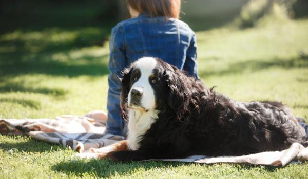 Cum îşi pot proteja stăpânii animalele de companie în perioadele caniculare. Sfaturile medicilor