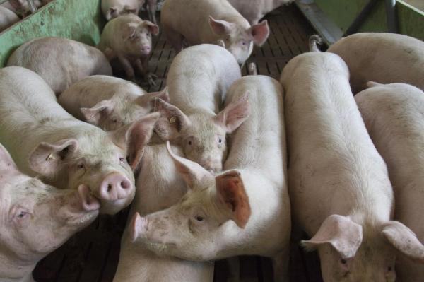 Focar de pestă porcină africană lângă graniţa României. 3.000 de porci sunt sacrificaţi