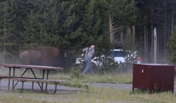 Momentul în care un bizon atacă un turist şi îl aruncă la peste 2 metri înălţime, sub privirile nepotului