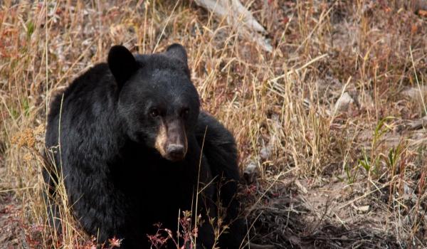 Un urs a intrat în casa unui cuplu şi a golit frigiderul. Animalul ar fi comis alte 14 spargeri în Japonia