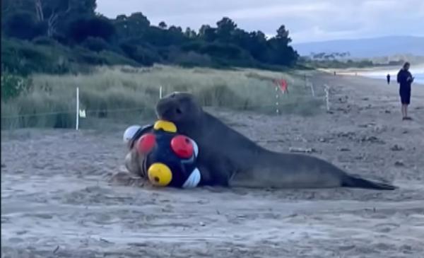 Foca Neil