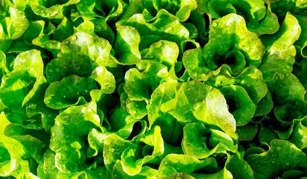 Taco Bell scoate salata verde din restaurantele din SUA. Ar fi sursa miilor de îmbolnăviri cu diaree severă