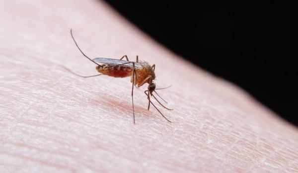 3 cazuri de infecţie cu virusul West Nile, dintre care 1 deces. Înregistrări din prima jumătate a lunii iulie
