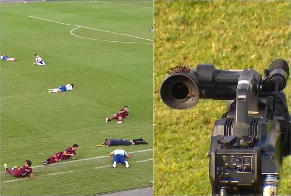 Meci de fotbal întrerupt în Brazilia, după ce un roi uriaş de albine a ajuns în teren