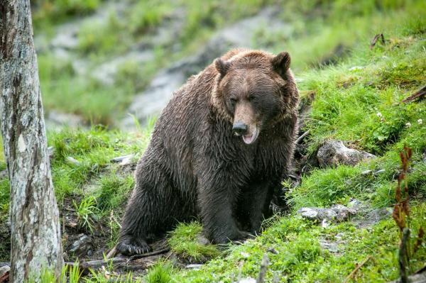 Ro-Alert în Sibiu, după ce o ursoaică de 100 de kilograme a fost zărită în curtea unui liceu din oraş