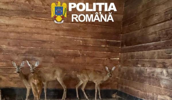 Două căprioare ținute ilegal în captivitate, salvate de poliţiştii sibieni şi predate Grădinii Zoologice
