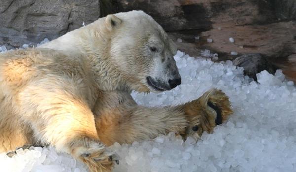 Amenda primită de o persoană care a trezit din somn un urs polar în Arctica. Ce a făcut de la bordul navei