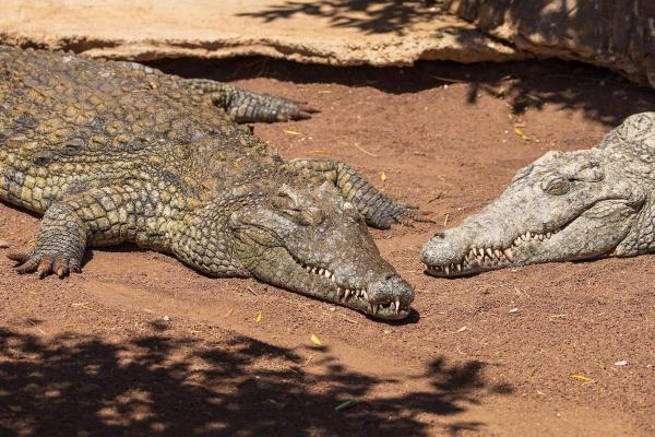 Crocodili