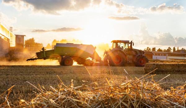 Noua "mină de aur" pentru fermieri. Planta care poate aduce până la 60.000 de euro pe hectar