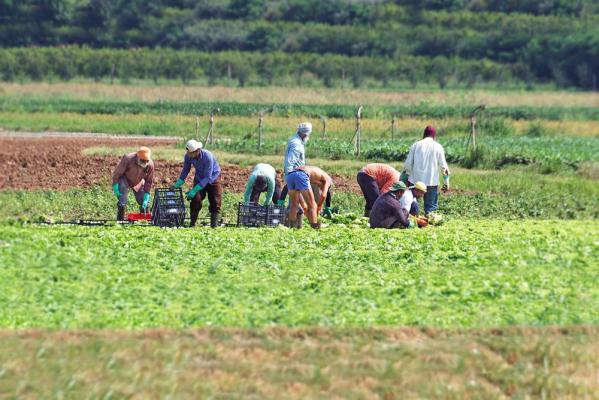 Un român de 19 ani a murit în timp ce culegea roşii pe un câmp din Italia: "E o rană care va rămâne deschisă"