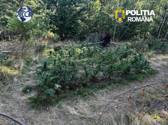 "Răsadul" de marijuana din pădurea de mesteacăn. Cum cultiva droguri un român din Covasna