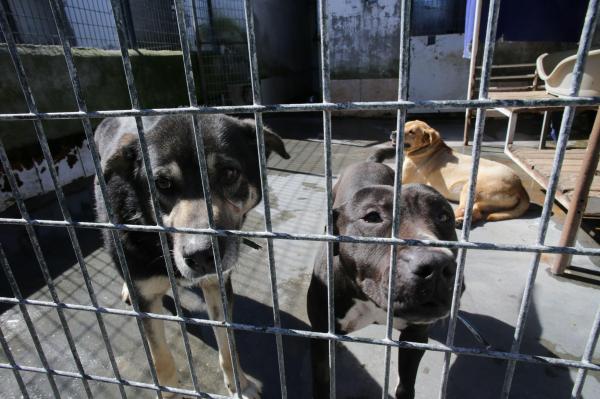 "Auschwitz-ul câinilor din Suceava". Fiul primăriței din Berchișești, acuzat că a ucis 662 de câini