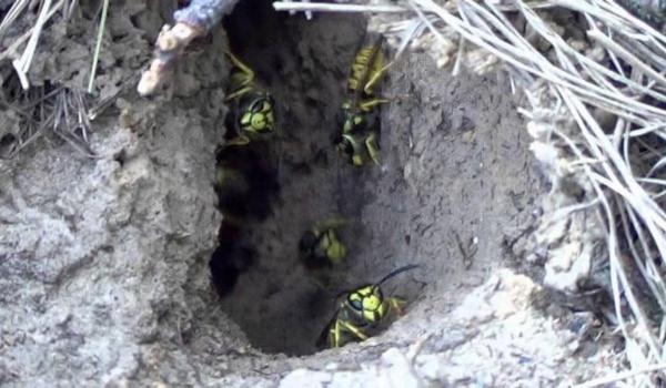 Pericol pe traseele din Bihor: au fost sesizate cuiburi de viespi. Mulți turiști au avut nevoie de ajutor