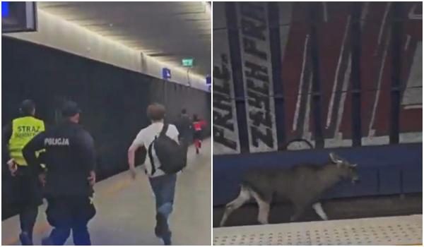Un elan a blocat trenurile în Varșovia. Animalul a stat două ore pe șine. VIDEO
