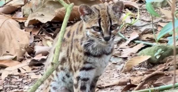 O noua specie de pisică sălbatică, descoperită în munții Boliviei. Imagini rare cu "Tilcayo"