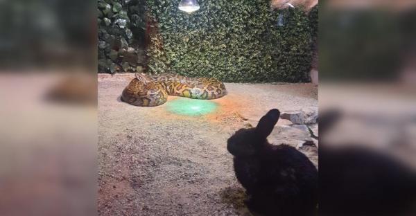 Piton hrănit cu iepuri vii la Grădina Zoologică din Sibiu. Reacția primăriei: "Natura poate fi crudă"