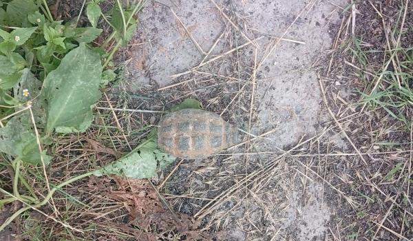 Grenadă din Al Doilea Război Mondial, descoperită într-o instalaţie de procesare a sfeclei de zahăr din Roman
