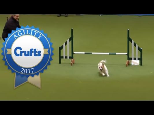 VIDEO: A ratat concursul de agilitate la care participa, dar s-a bucurat de fiecare clipă în ring. Numărul de dresaj al unui câine, VIRAL pe internet