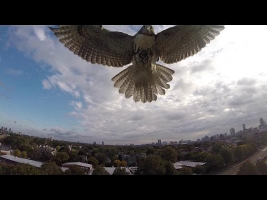 VIDEO INCREDIBIL! Un şoim atacă drona trimisă să filmeze pe teritoriul lui