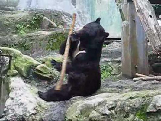 Video! Ursul Kung Fu există! Iată dovada
