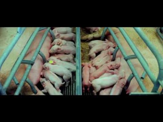 IMPRESIONANT! Videoclipul de şase minute care te va ului