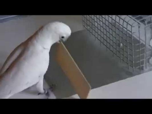 VIDEO! Cei mai harnici papagali folosesc unelte și învață trucuri noi