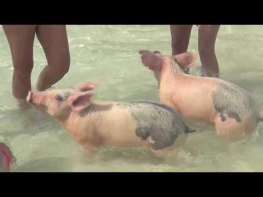 Există un loc ce arată ca în RAI, invadat de porcuşori care înoată cu turiştii. VIDEO AMUZANT!