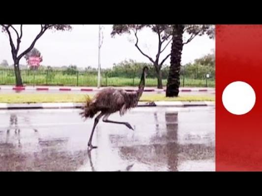 Video amuzant! ROAD-RUNNER există! Unde?! În Israel