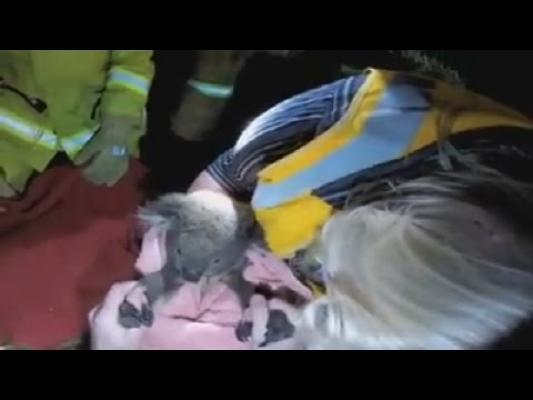 Video EMOŢIONANT! Cum a fost resuscitat un urs Koala