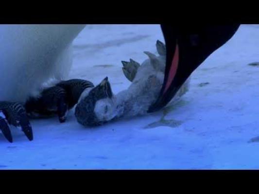 Gestul sfâşietor al unui pinguin al cărui pui a murit îngheţat! VIDEO