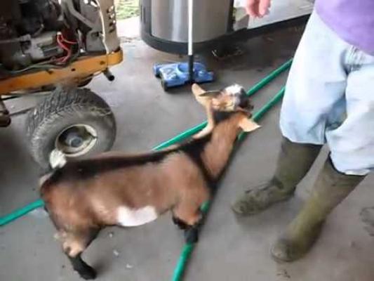 Incredibil! Capra care imită cotcodăcitul găinii!