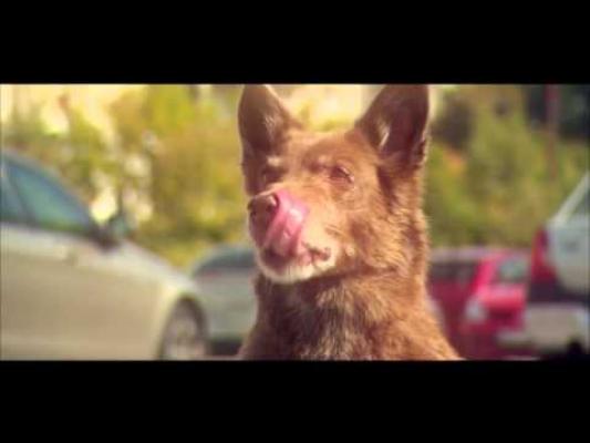 Campania Observator „Adoptă un câine!”, remarcată și promovată de marile organizaţii de protecţie a animalelor