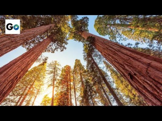 RECORDURI INEDITE! Acesta este cel mai mare COPAC din lume ca volum
