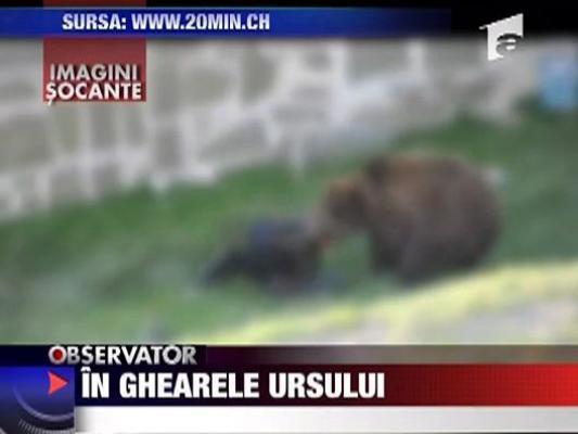 In ghearele ursului