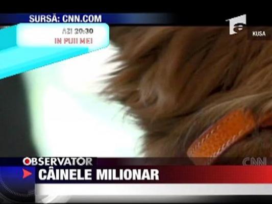 Un caine milionar