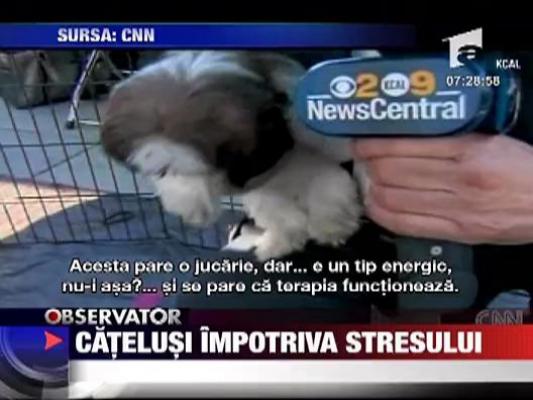 Catelusi impotriva stresului