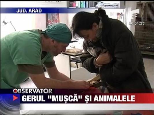 Gerul "musca" din animalele