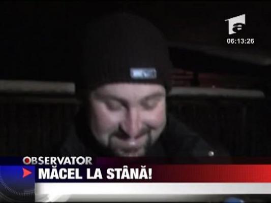 Macel la stana