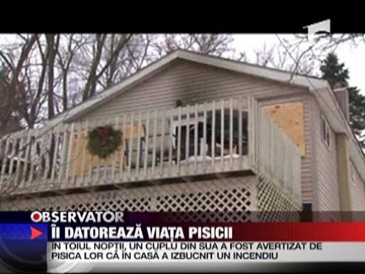 O pisica si-a avertizat stapinii despre izbucnirea unui incendiu