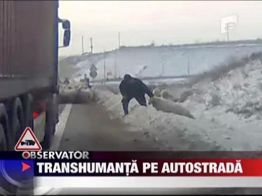 Cu turma de oi, pe autostrada